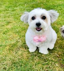 Laia (@little_lady_laia) • Instagram photos and videos