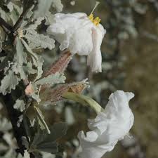 Image result for Catophractes alexandri