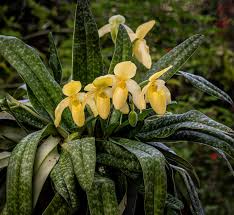 Image result for Disa eminii