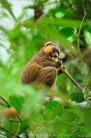 Golden Bamboo Lemur Eating Bamboo Hapalemur Aureus Ranomafana National Park Madagascar Endangered Speices Mammals Frans Lanting