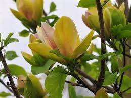 Image result for magnolie sunsation