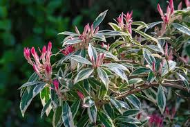 Image result for Pieris japonský obrázek
