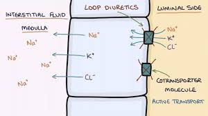 Image result for Loop Diuretic
