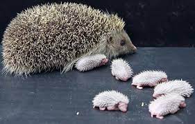 Baby Hedgehogs Look Like Little Brushes Baby Hedgehog Cute Baby Animals Cute Animals