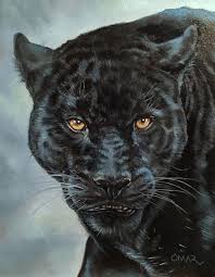 Gambar ini menunjukkan seekor jaguar hitam. Mas Razzan Masrazzan Profil Pinterest