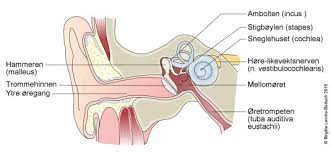 Det er store forskjeller på hvor mye ørevoks vi produserer og hvor lett den faller ut av seg selv. Orevoks Nhi No