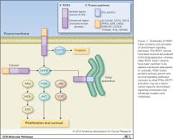 Image result for ROS1 Inhibitor