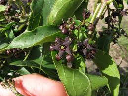 Image result for Vincetoxicum tenuipedunculatum