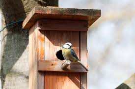 Der brutkasten darf nicht von katzen und mardern erreicht werden. Nistkasten Aufhangen Ein Neues Zuhause Fur Alle Vogel Liebenswert Magazin
