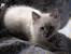 Lynx Point Siamese Short Hair