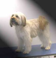 Tibetan Terrier Help Please Tibetan Terrier Terrier Terrier Puppy