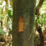 Image result for Aidia micrantha