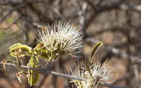 Image result for Combretum mossambicense