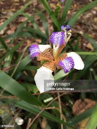 Image result for Neomarica northiana