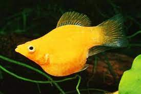 8 Cara Budidaya Ikan Molly Panduan Untuk Pemula Suka Ikan