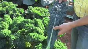 Check spelling or type a new query. Brassica Oleracea Acephala Group The Worldwide Vegetables