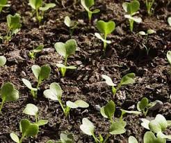 • fide elde etmek için, sıcak yastıklar hazırlanır. Karnabahar Ne Zaman Ekilir Ekilir Net