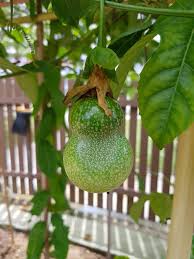 You should speak to your local ag extension agent to find exact low temp ranges known to occur for your area. Delighted To See Our Fruit Trees Admiralty Zone 4 Rc Facebook