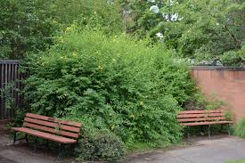 Image result for Kerria japonica