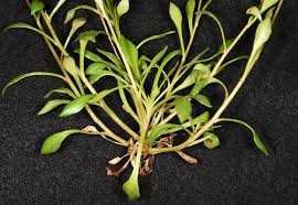 Image result for Maerua parvifolia