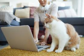 Next to lampson ave and right off of highway 405. Pet Information Tips Garden Grove Ca 92845 Vet Care Pet Clinic