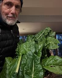 Hard frost expected tonight, so I rushed to grab the last of the chard.  #chrissarandon #chrissarandonfans #frost #jackfrost #chard #garden #harvest
