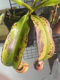 Image result for Tropical Edema