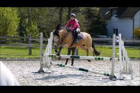 Call neil on +353868066169 or email neil@ardeosporthorses.com. Lia Und Alfi Testedich