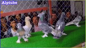 Ankara Siteler Guvercin Ihalesi Youtube In 2020 Garden Sculpture Animals Pigeon