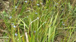 Image result for Aristea angolensis