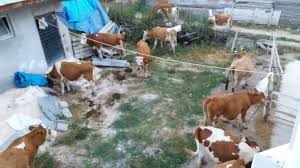 120 Bin Liralik Buyukbas Hayvan Hirsizligi Guncel Haberler Bursadabugun Com