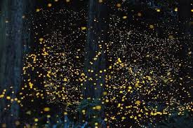 The kuala selangor nature park (ksnp; Twinkling Kuala Selangor Firefly Tour Sic Placepass