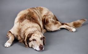 But a recent study has thrown doubt as to whether this cute color is as healthy as his yellow and black lab cousins. Australian Shepherd Lab Mix An Aussiedor Owner S Guide All Things Dogs All Things Dogs
