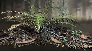 Image result for Osmundaceae