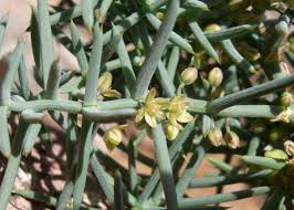 Image result for Asparagus minutiflorus