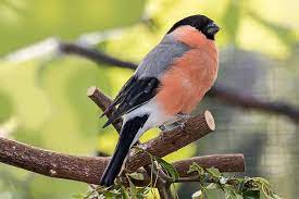 Cardinal, pasăre, roșu, fructe de pădure, natură, animale sălbatice, ornitologie, pasare rosie. Botgros Gimpel PasÄƒre NaturÄƒ Songbird Pyrrhula Sange Fink PanÄƒ Penaj Masculin CintezÄƒ Pikist
