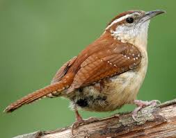 After choosing and rebuilding the nest, the female will lay one egg each day until a clutch of 5 or 6 eggs are laid. Carolina Wren Facts Habitat Diet Life Cycle Baby Pictures