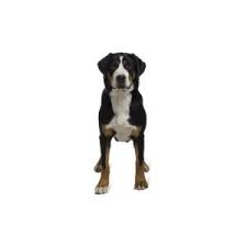 Discover more about our greater swiss mountain dog puppies for sale below! Great Swiss Mountain Dog Puppies Pittsburgh Pa Petland Robinson