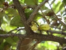 Image result for Hexalobus monopetalus