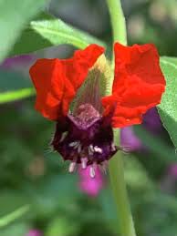 Image result for Cuphea llavea