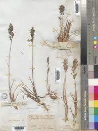 Image result for Eragrostis racemosa
