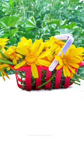 ورد أصفر طبيعة شجر اصفر غزة طبيعة جميل فلسطين القدس كلام تصوير صور ابيض صباح خير صل Flowers