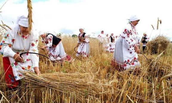 Чому співали під час жнив