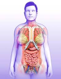 Image result for internal organs