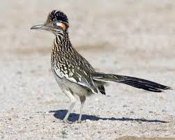 Birds Of Arizona Desert Arizona My 5 Notable Places Experiences Greater Roadrunner Road Runner Road Runner Bird