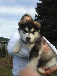 Realizing this, we have long been promoting activities where a one or two dog. Harvest Moon Malamutes Breeder Malamute Puppies