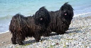 klub fur ungarische hirtenhunde e v hirtenhund hunde rassen hunderasse
