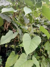 Image result for Cissus petiolata
