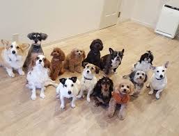 Where Dog Training School Near Me Dog Training Near Me Dog Training School Dog Training