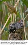 Resultado de imaxes para quepajaro pone el huevo en el nido de otros y cuanda nace la cia tira los huevos
